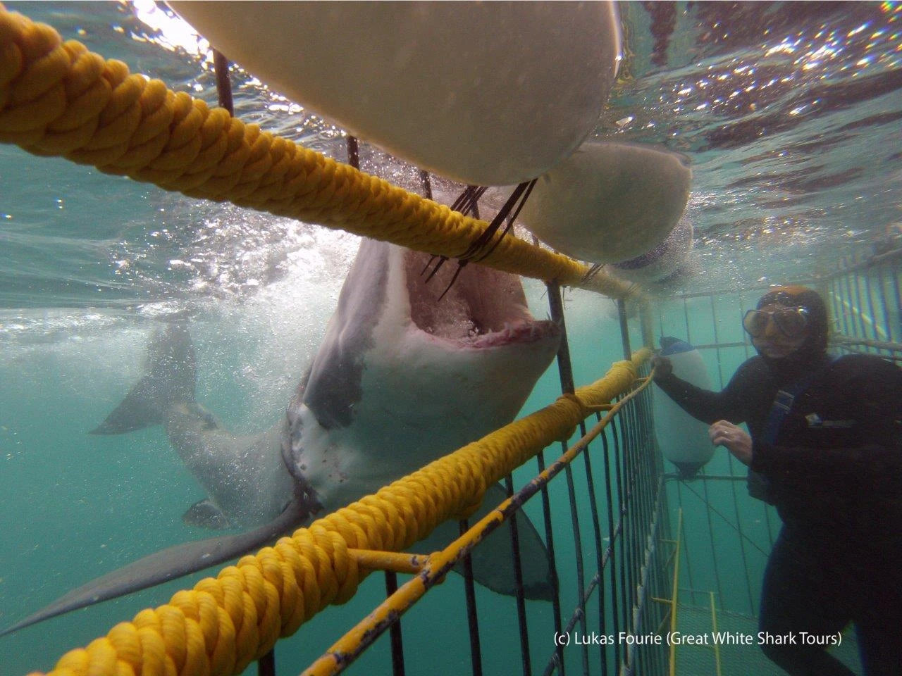 Marine Dynamics · Shark Tours · Shark Cage Dive, Gansbaai South Africa