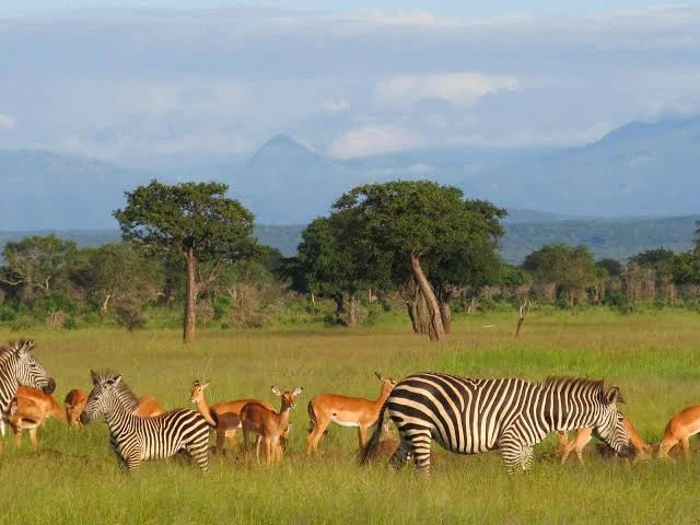 Mikumi National Park,  Tanzania