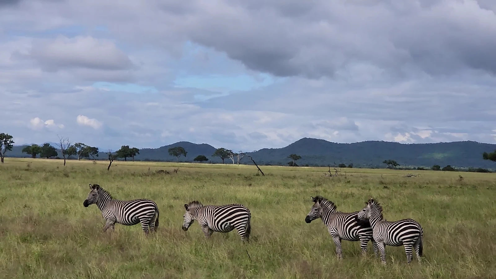 Mikumi National Park,  Tanzania