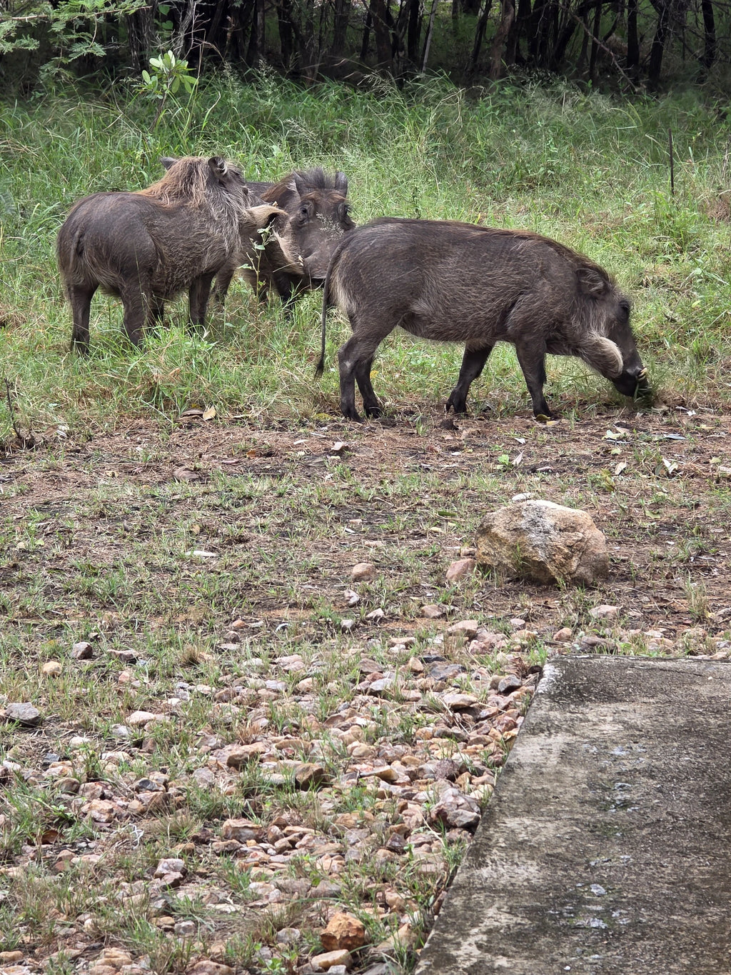Mjejane Private Game Reserve, Emjejane South Africa