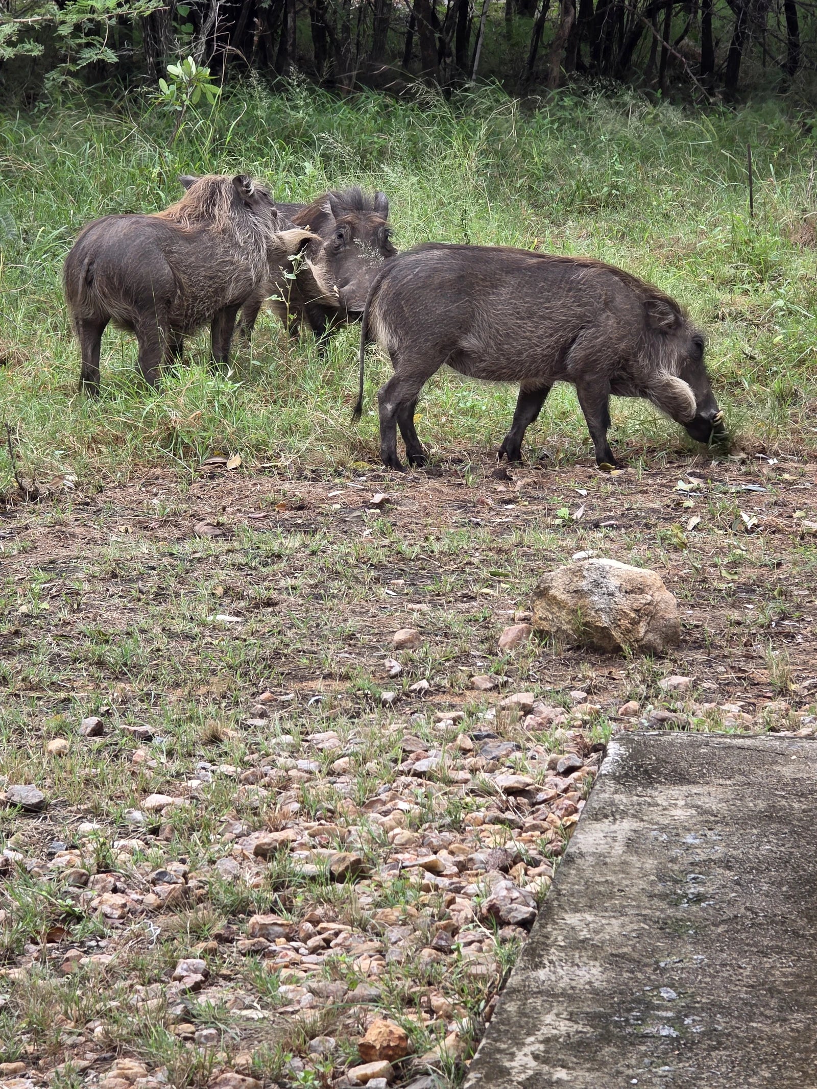 Mjejane Private Game Reserve, Emjejane South Africa
