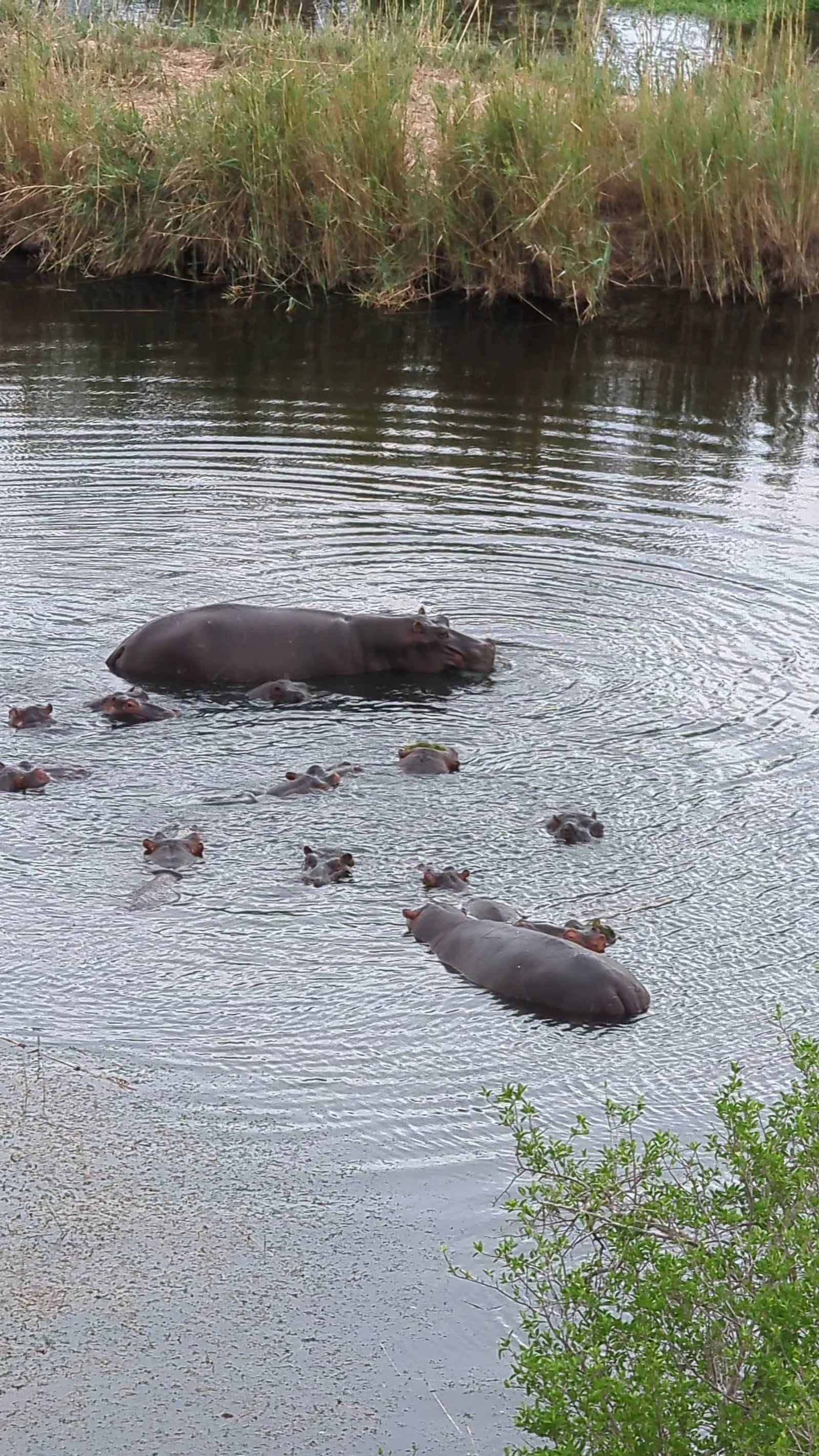 Mlondozi Picnic Site, 
Kruger Park South Africa