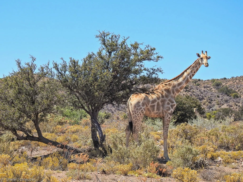 Modderfontein Reserve, Lethabong South Africa