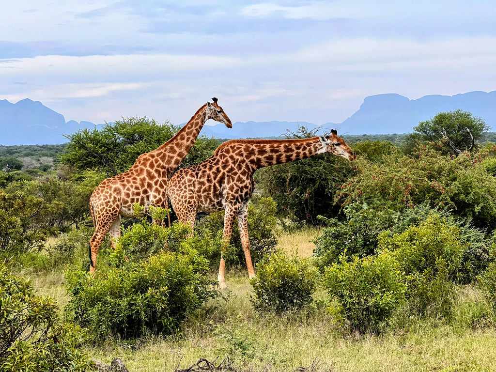 Moditlo Game Reserve, 
ZA South Africa