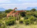 Moditlo Game Reserve, 
ZA South Africa