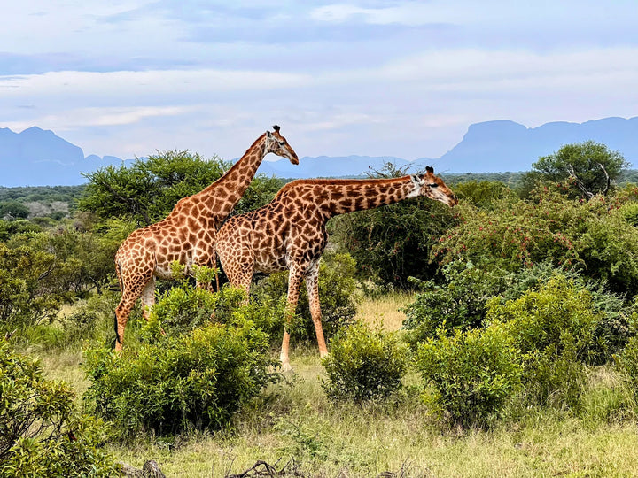 Moditlo Game Reserve