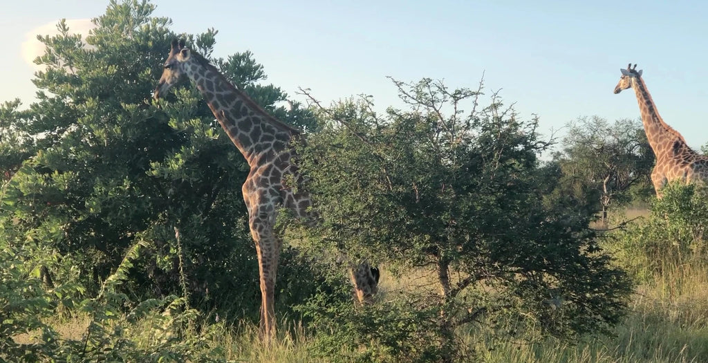 Moditlo Game Reserve, 
ZA South Africa