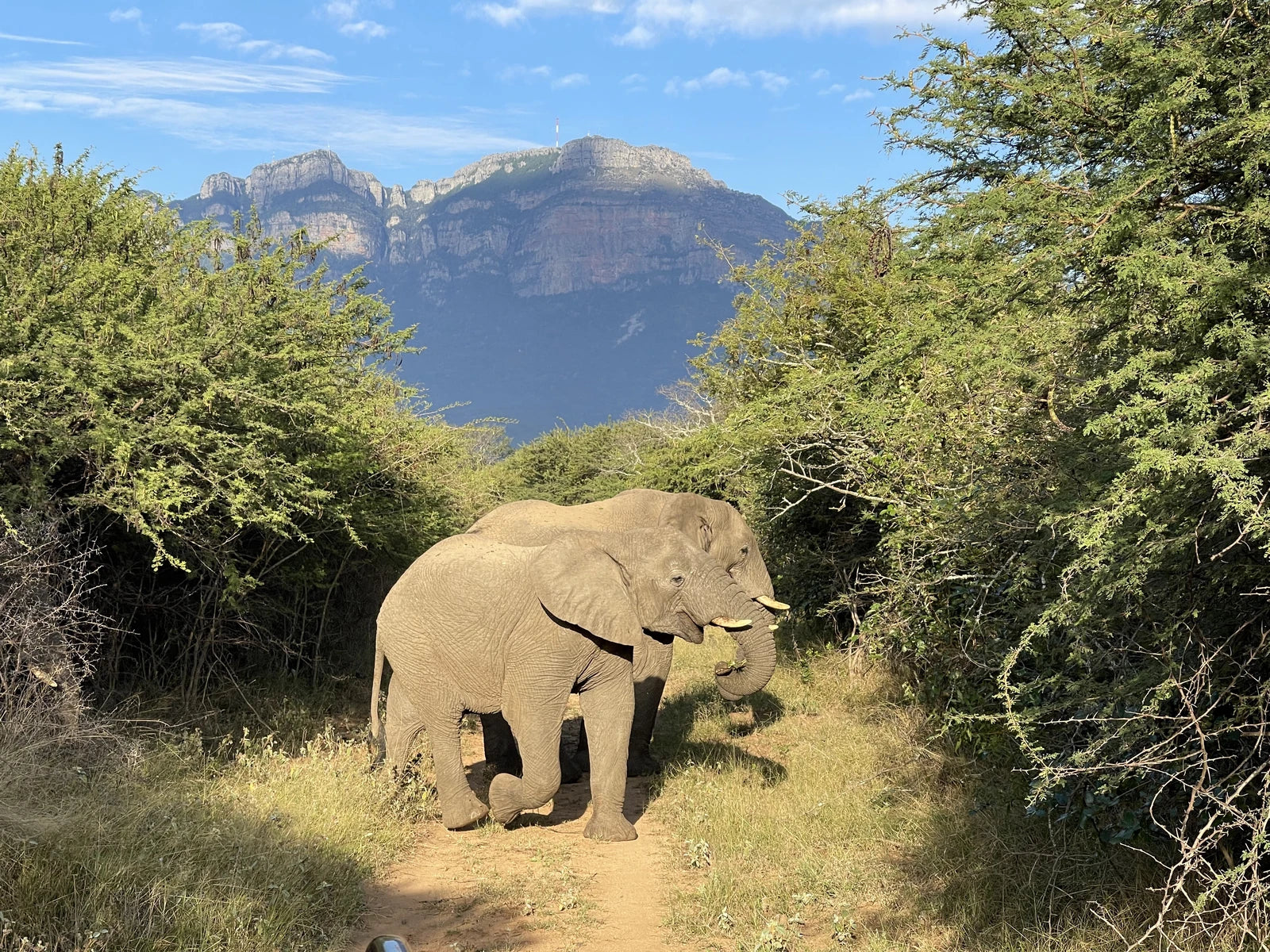 Moditlo Game Reserve, 
ZA South Africa