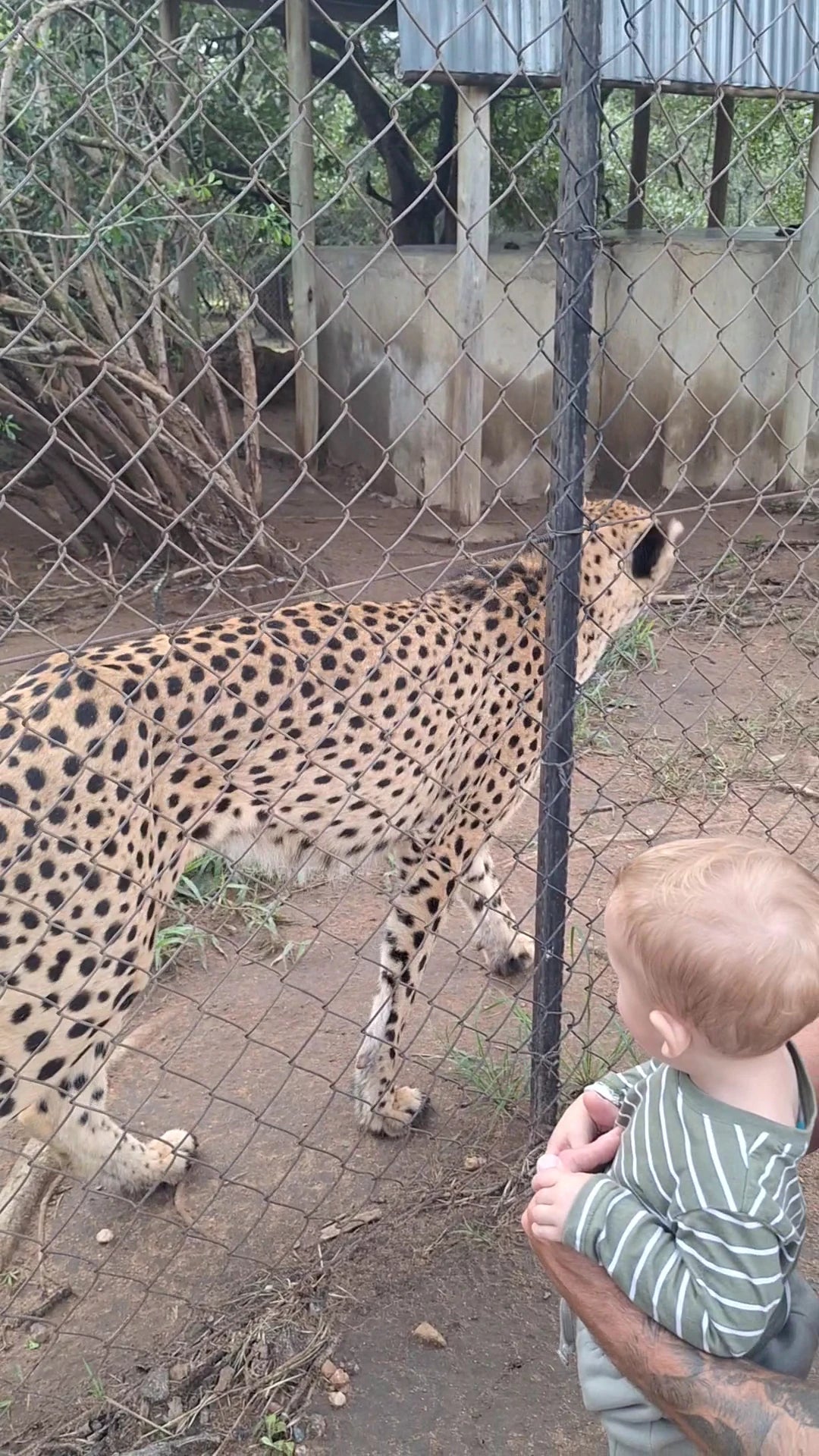 Moholoholo Animal Rehabilitation Centre, 
Hoedspruit South Africa