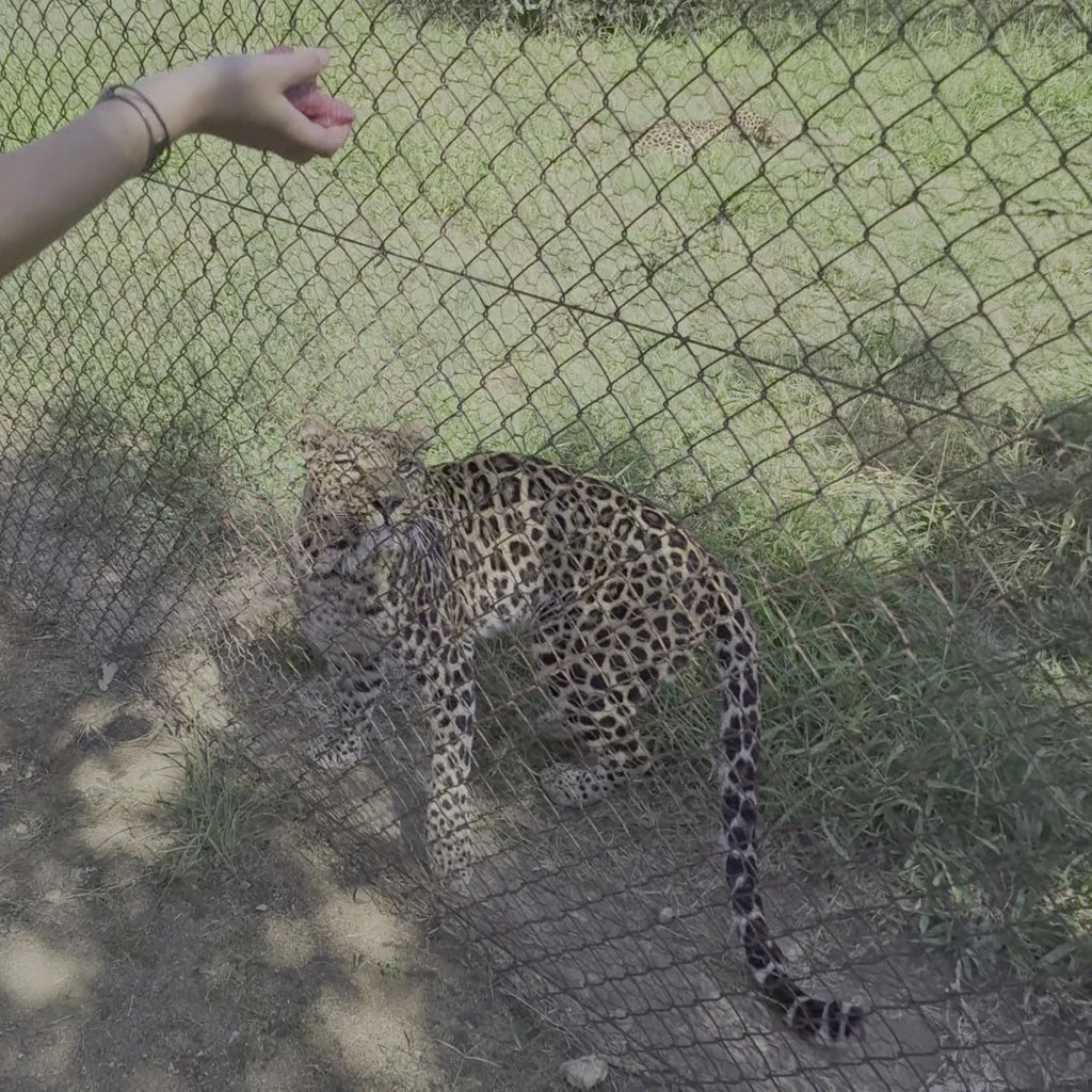Moholoholo Animal Rehabilitation Centre, 
Hoedspruit South Africa