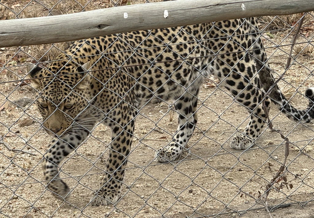 Moholoholo Animal Rehabilitation Centre, 
Hoedspruit South Africa