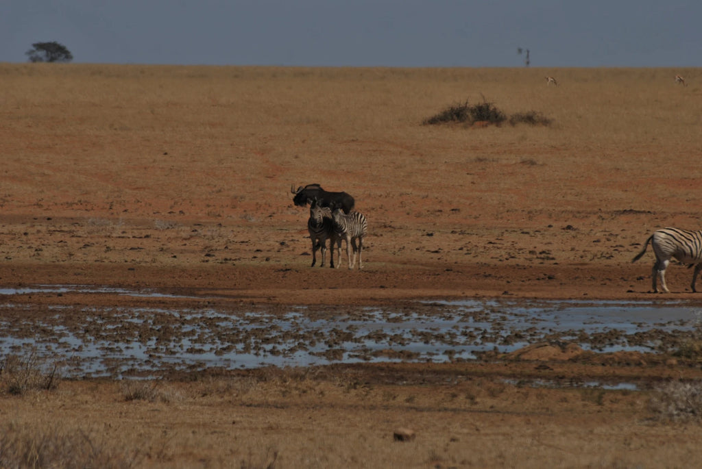 Mokala National Park, Modderrivier South Africa