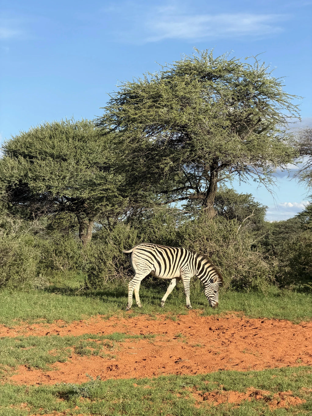 Mokala National Park, Modderrivier South Africa