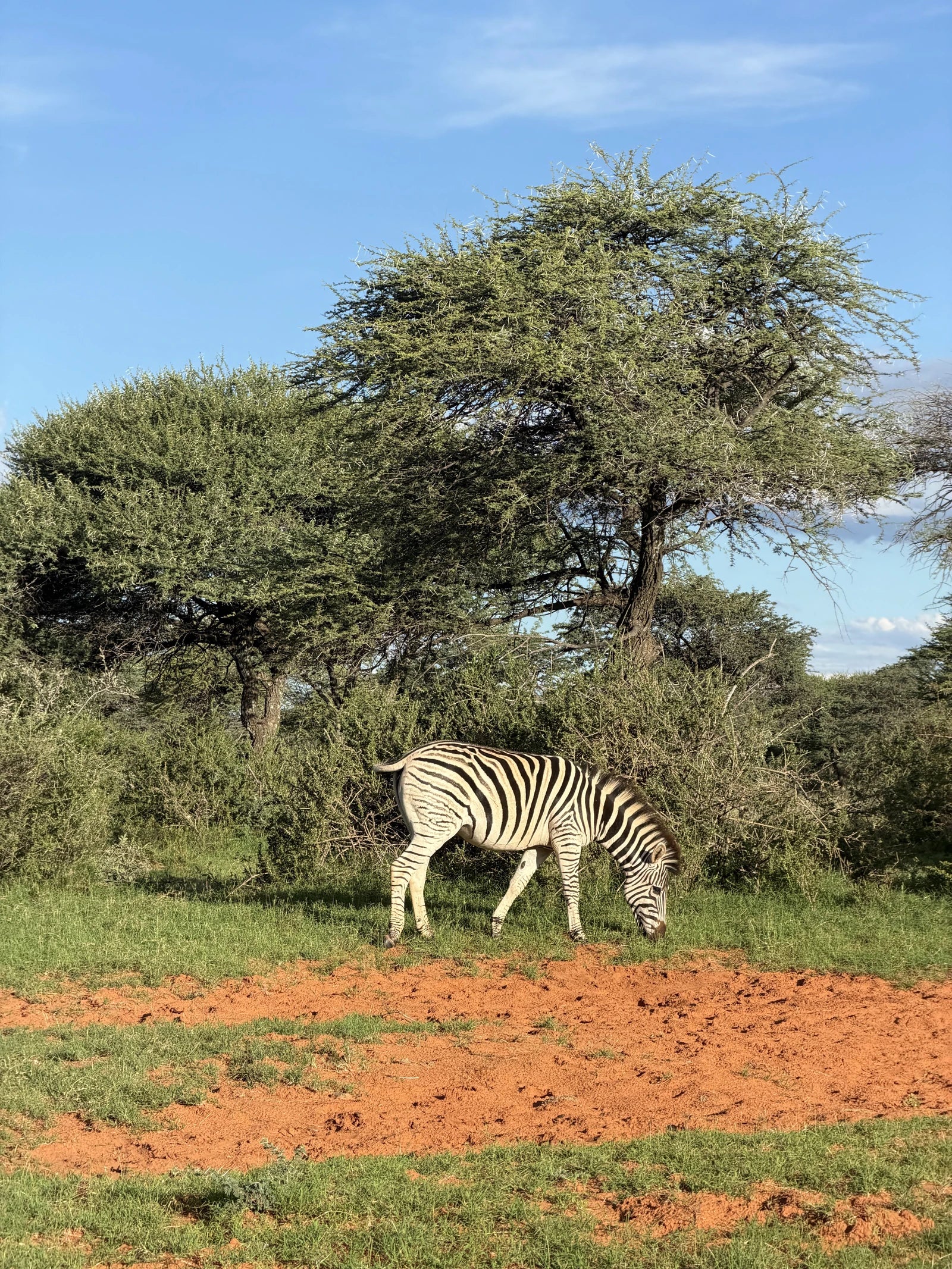 Mokala National Park, Modderrivier South Africa
