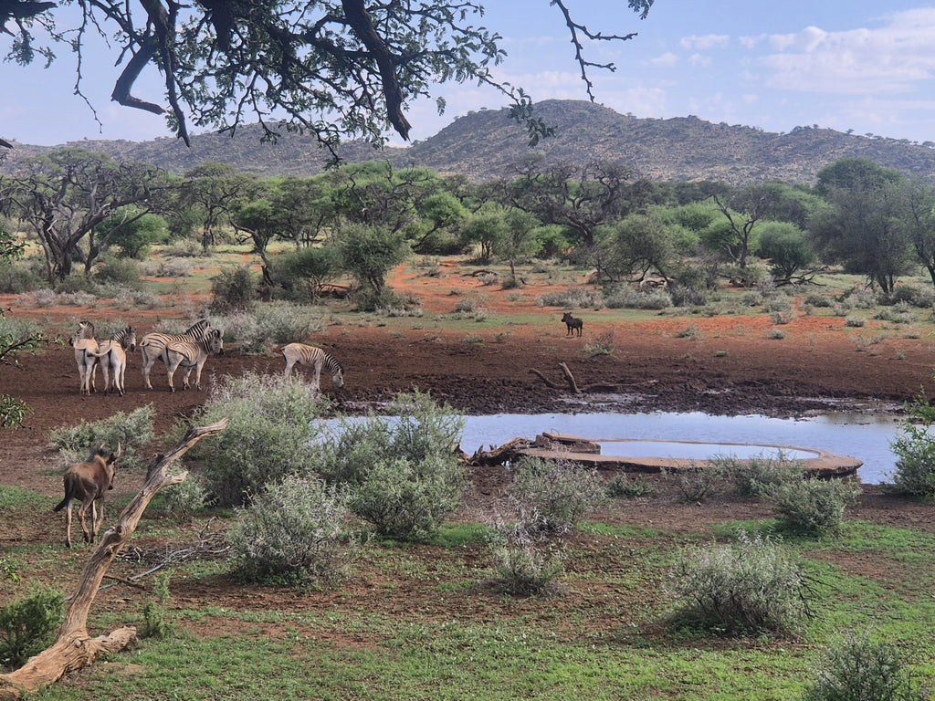 Mokala National Park, Modderrivier South Africa