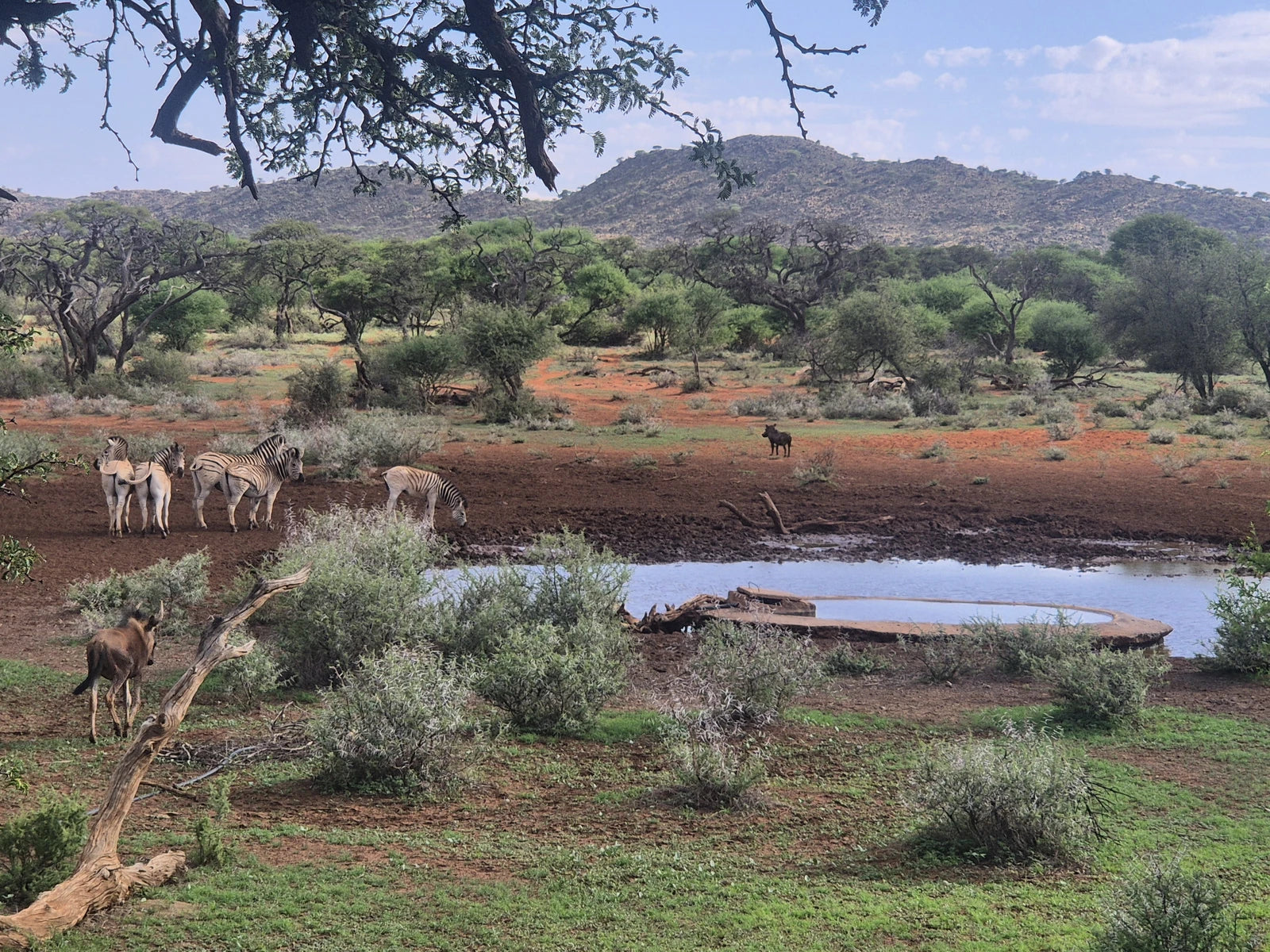 Mokala National Park, Modderrivier South Africa