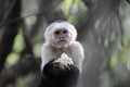 Monkey Sanctuary, Hartbeespoort in South Africa, Hartbeespoort South Africa