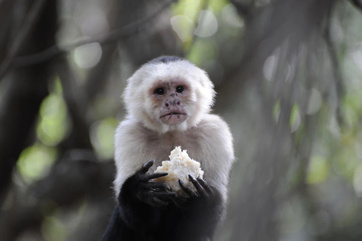 Monkey Sanctuary, Hartbeespoort in South Africa