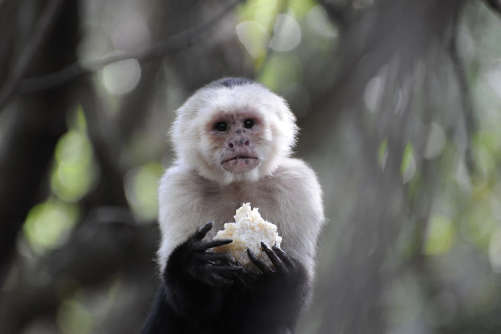 Monkey Sanctuary, Hartbeespoort in South Africa, Hartbeespoort South Africa