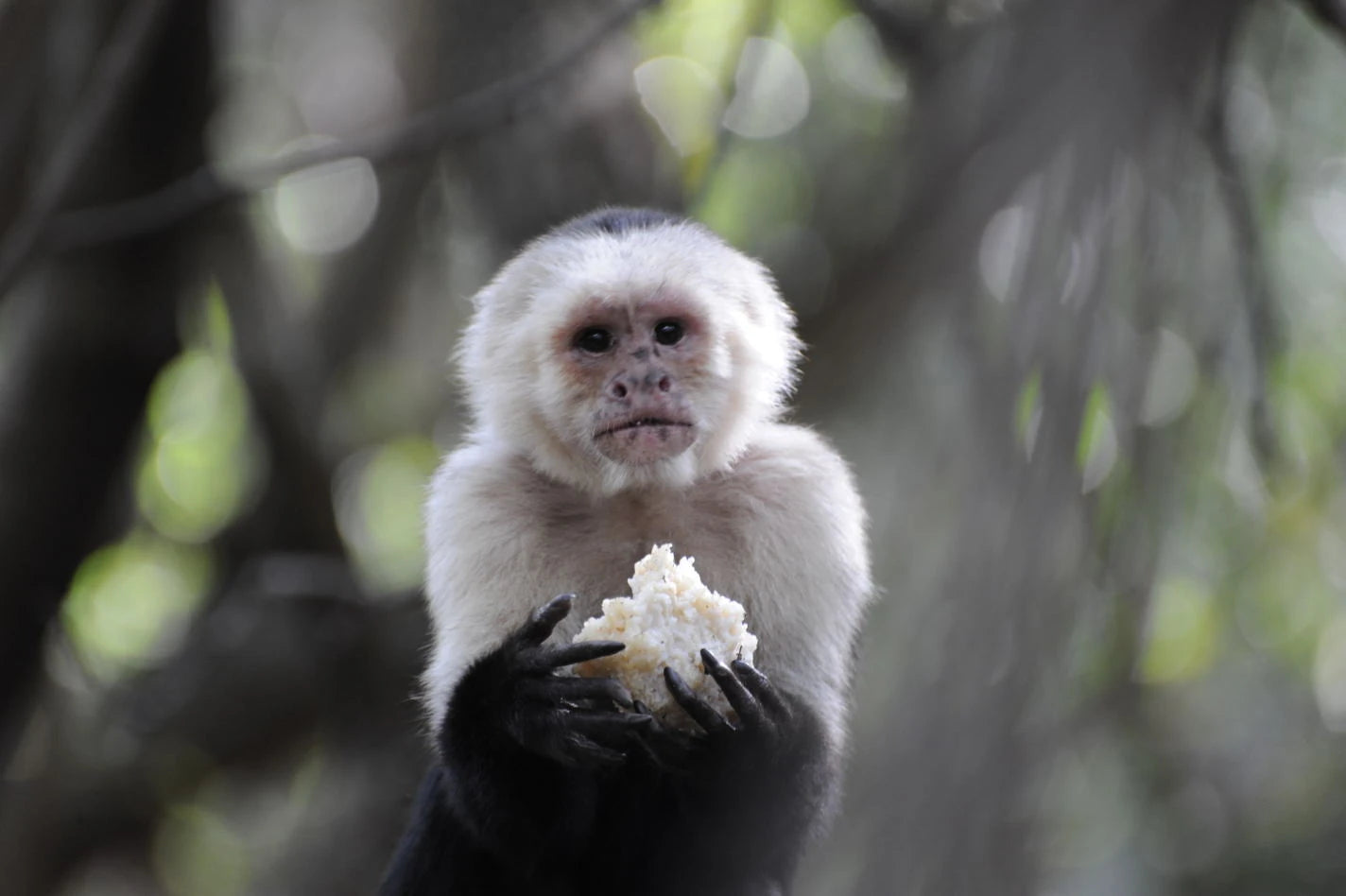 Monkey Sanctuary, Hartbeespoort in South Africa, Hartbeespoort South Africa