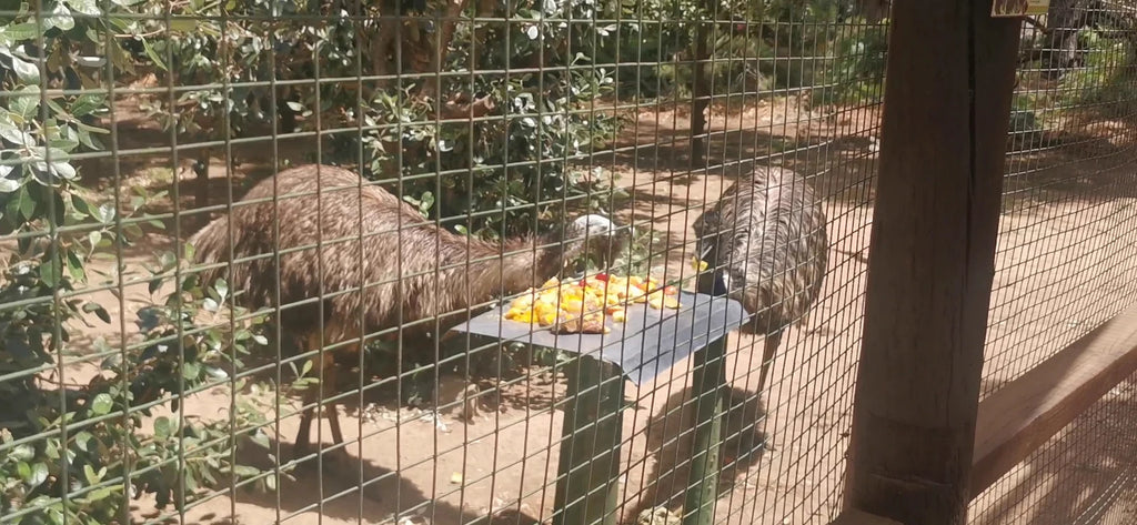 Monkey Town Venue (no animal viewing available since April 2024), Cape Town South Africa