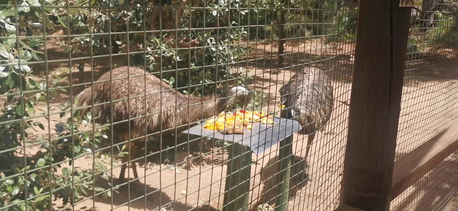 Monkey Town Venue (no animal viewing available since April 2024), Cape Town South Africa