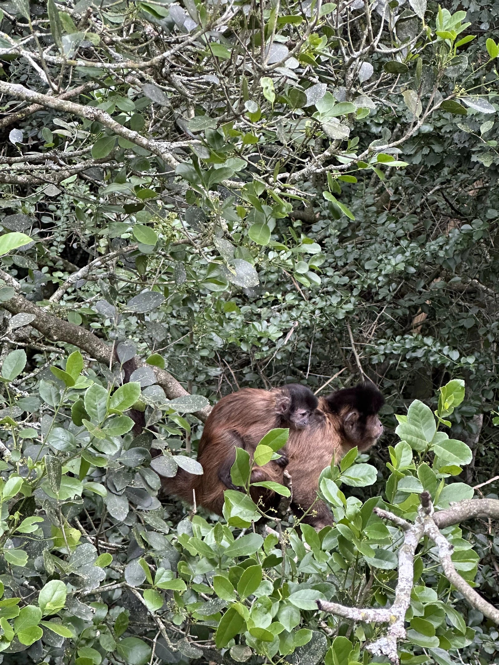 Monkeyland, 
Portion 11 & 12 of Kirbywood Farm The Crags South Africa