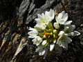 Mont Rochelle Nature Reserve, Franschhoek South Africa