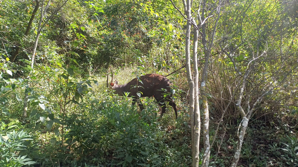 Moreleta Kloof Nature Reserve, Pretoria South Africa