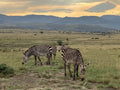 Mountain Zebra National Park,  South Africa