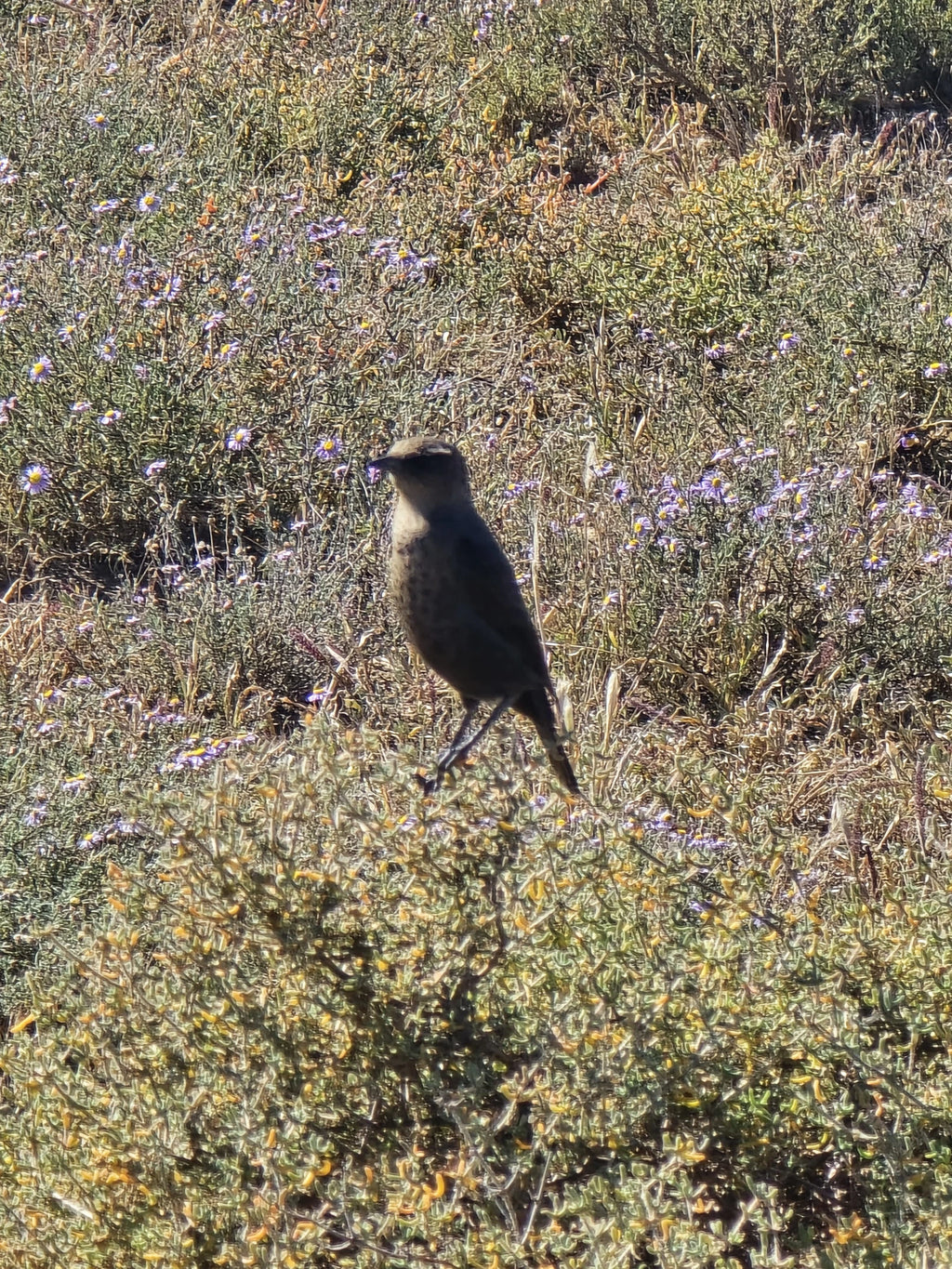 Mountain Zebra National Park,  South Africa