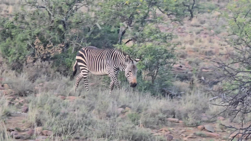 Mountain Zebra National Park,  South Africa