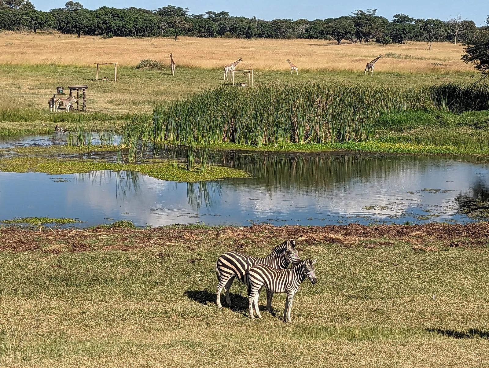 Mukuvisi Woodlands, Harare Zimbabwe