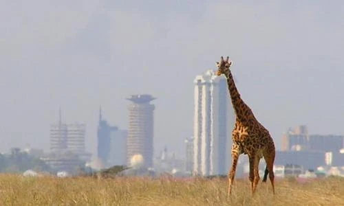 Nairobi National Park, 
Nairobi Kenya