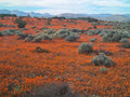 Namaqua National Park,  South Africa