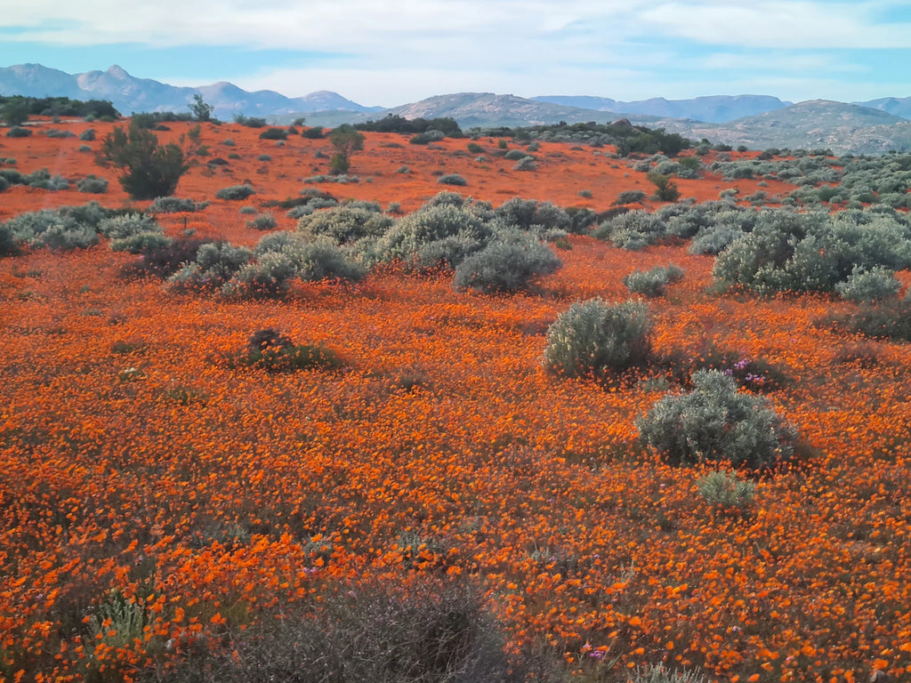 Namaqua National Park,  South Africa