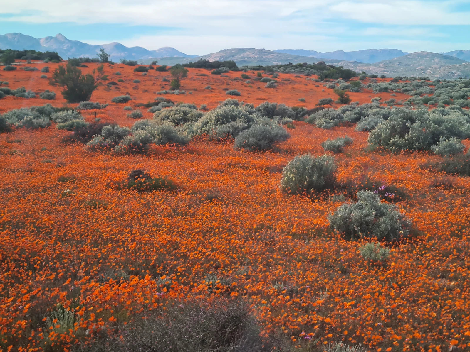 Namaqua National Park,  South Africa