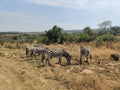 Nambiti Big 5 Private Game Reserve, uMnambithi South Africa