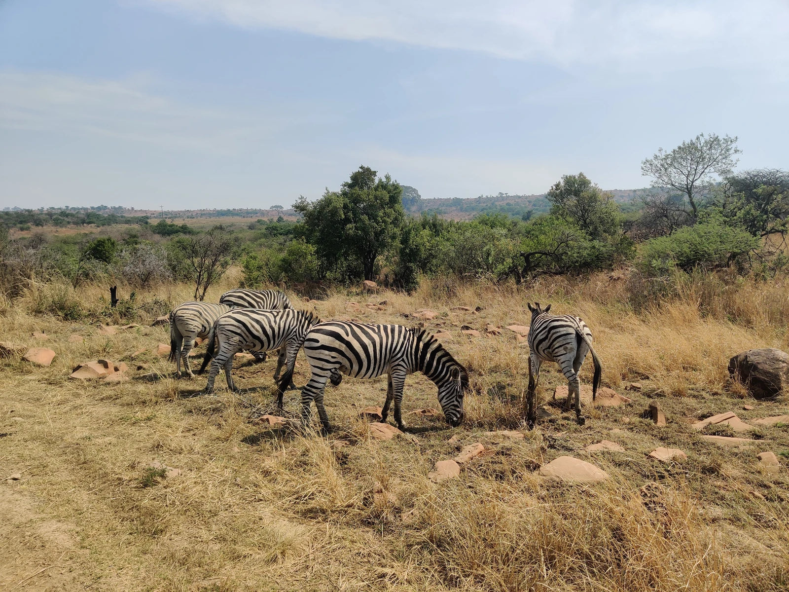 Nambiti Big 5 Private Game Reserve, uMnambithi South Africa