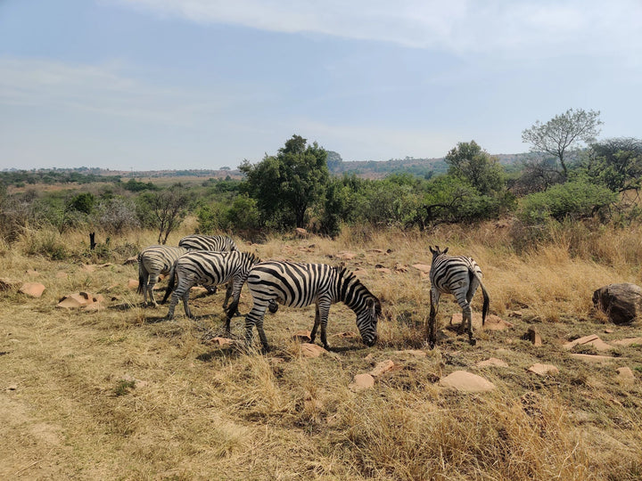 Nambiti Big 5 Private Game Reserve