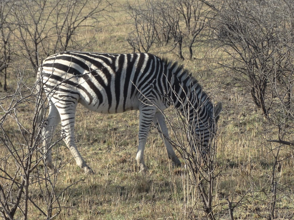 Nambiti Big 5 Private Game Reserve, uMnambithi South Africa