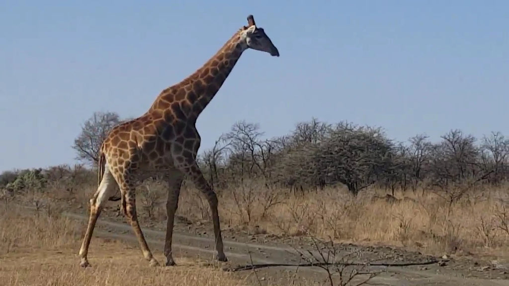 Nambiti Big 5 Private Game Reserve, uMnambithi South Africa