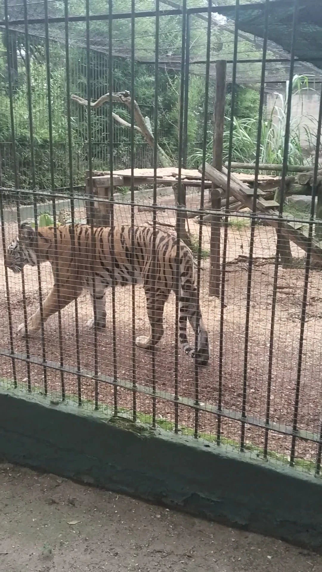 Natal Zoological Gardens, Cato Ridge South Africa