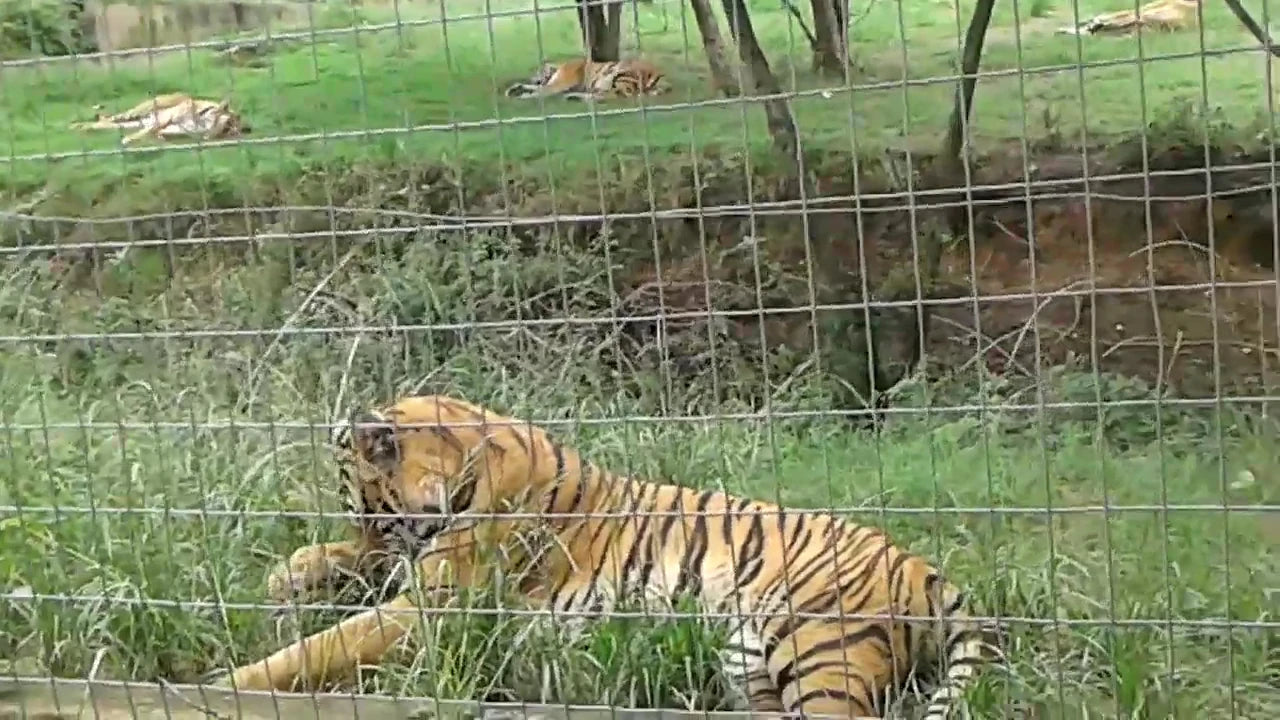 Natal Zoological Gardens, Cato Ridge South Africa