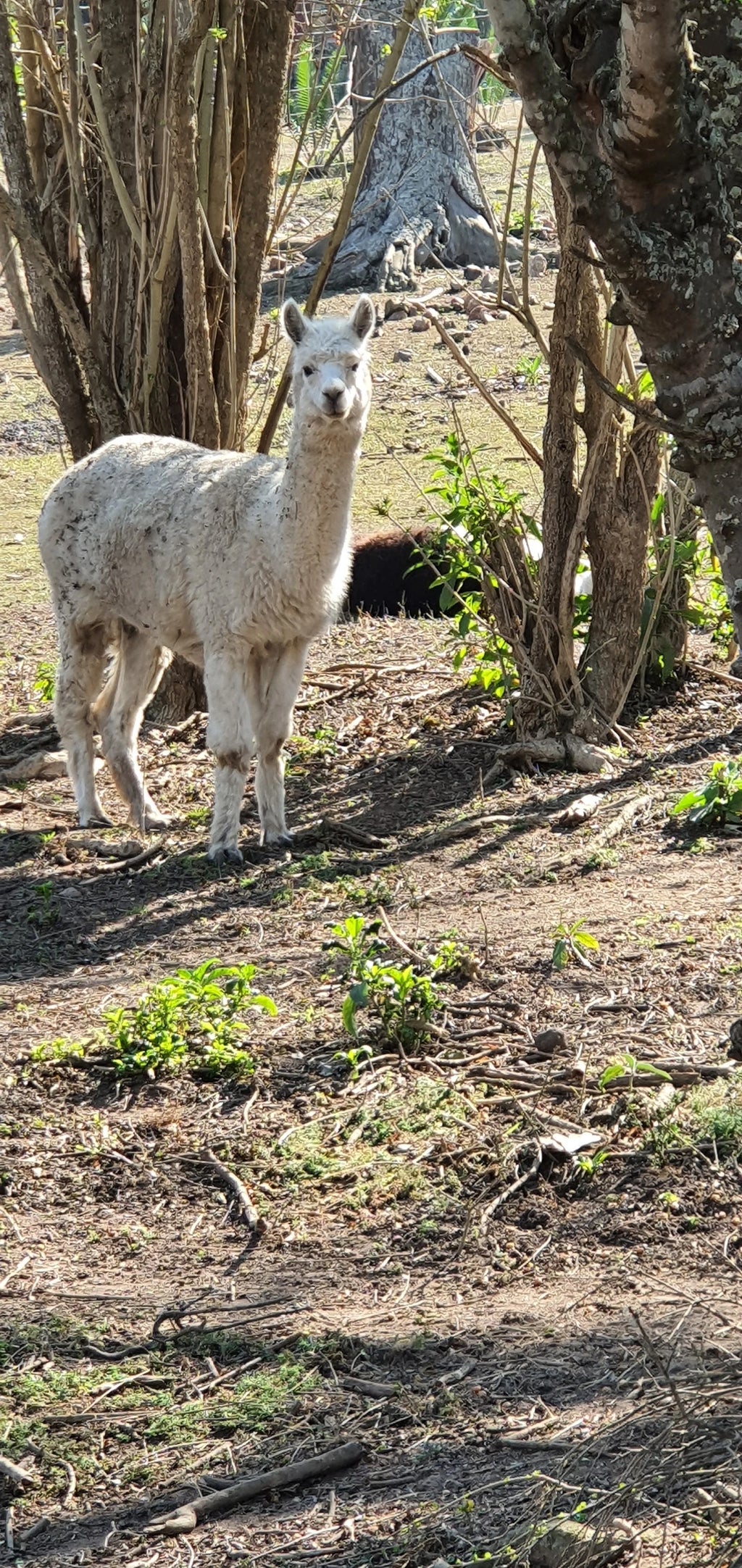 Natal Zoological Gardens, Cato Ridge South Africa