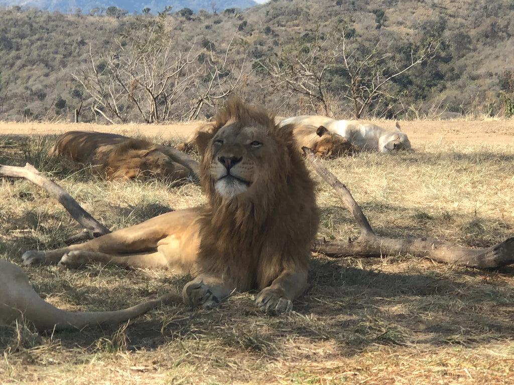 Natal Zoological Gardens, Cato Ridge South Africa