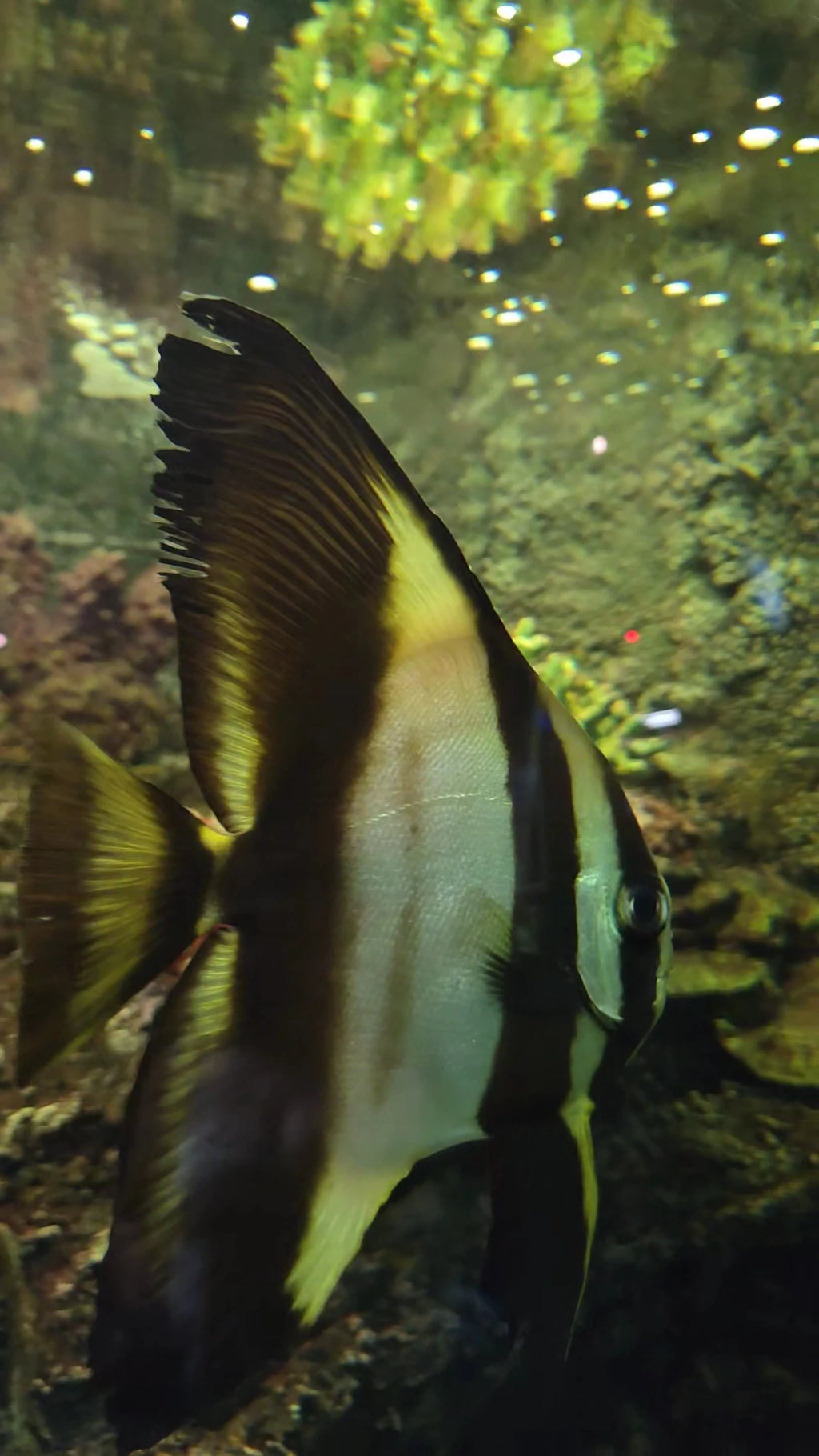 National Zoological Gardens, Pretoria South Africa