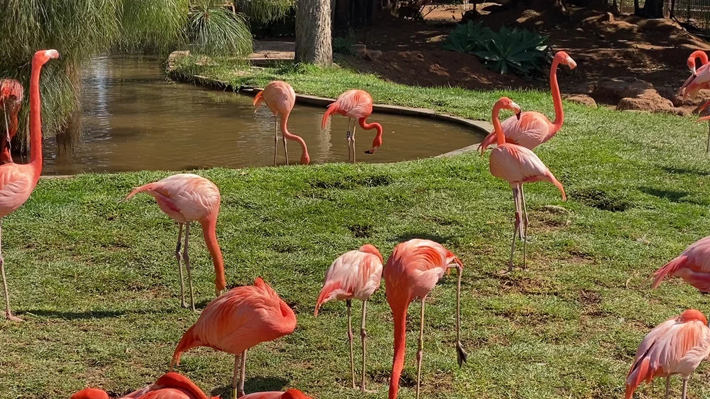 National Zoological Gardens, Pretoria South Africa