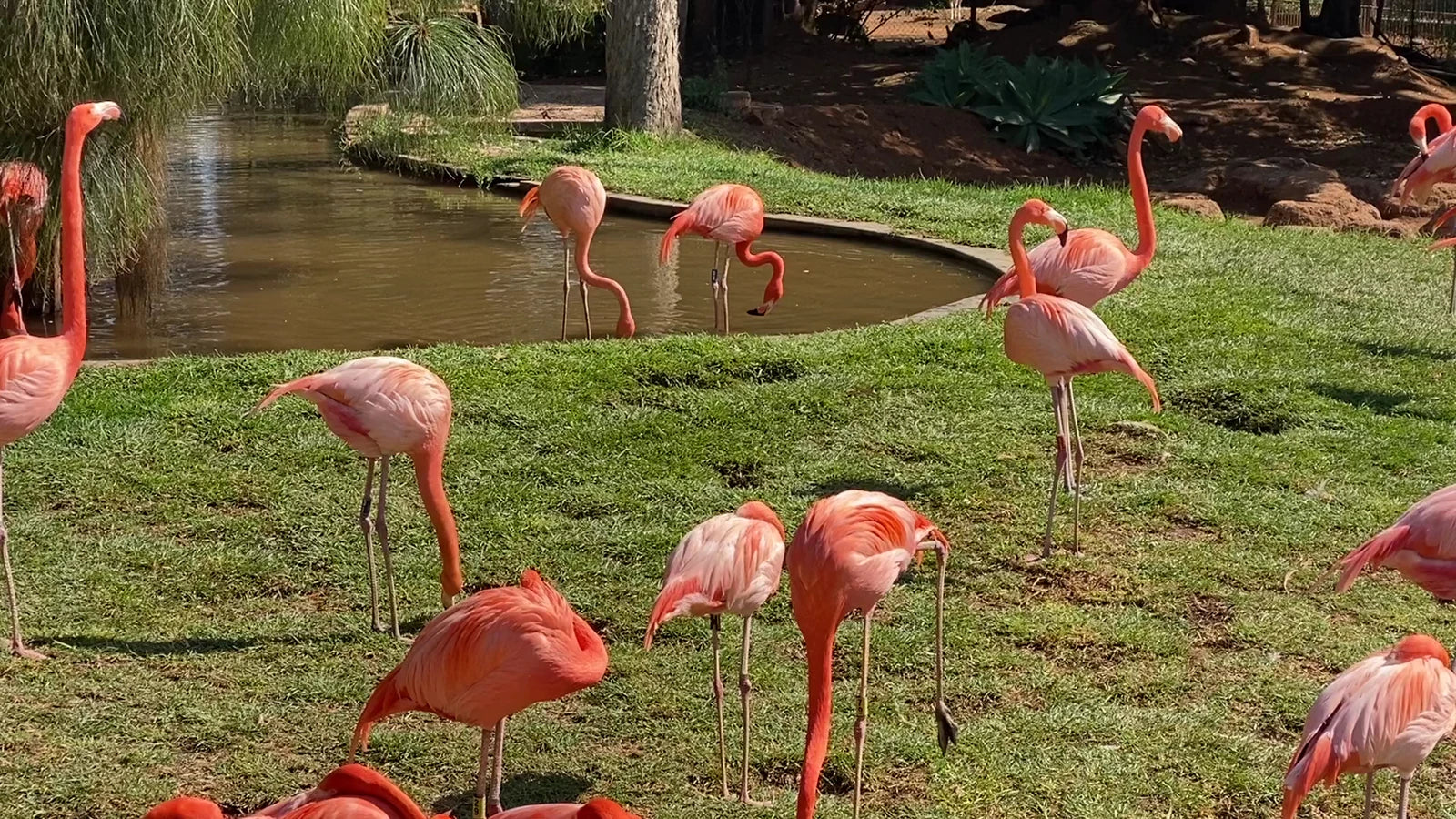 National Zoological Gardens, Pretoria South Africa
