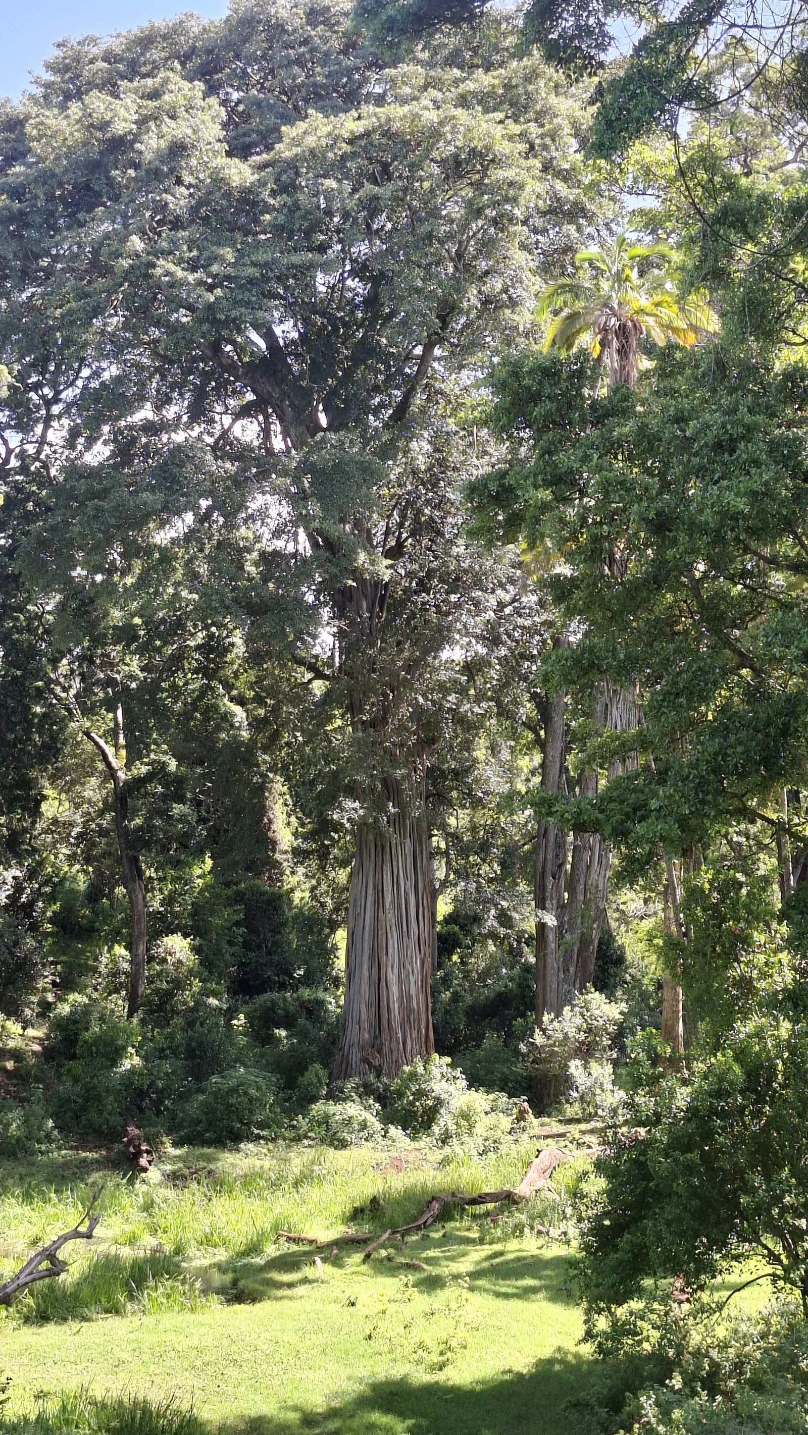 Ngare Ndare Forest Park, Meru Kenya